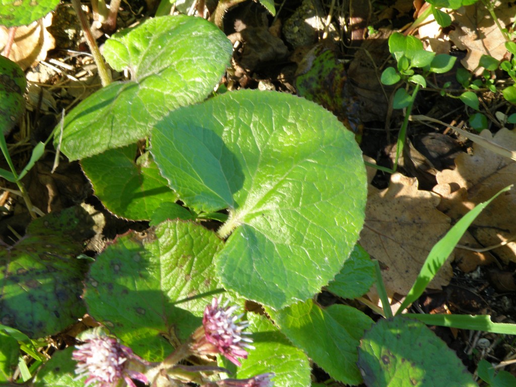 Petasites fragrans