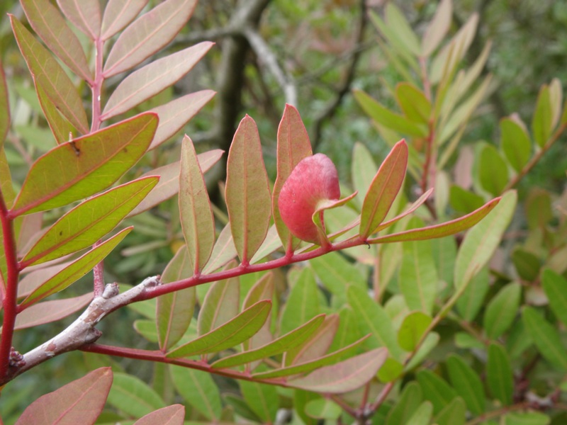 Pistacia lentiscus / Lentisco