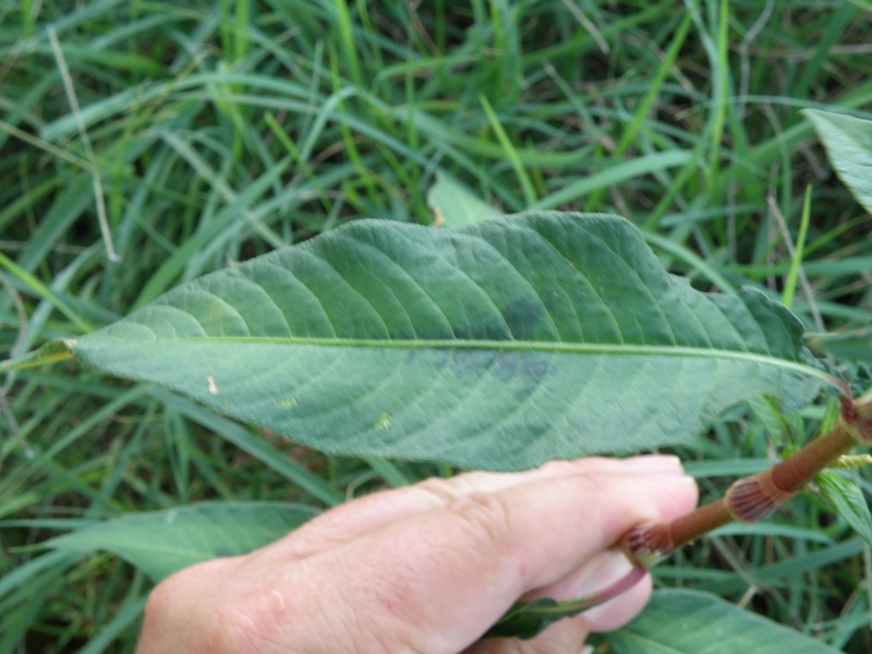 Persicaria sp.