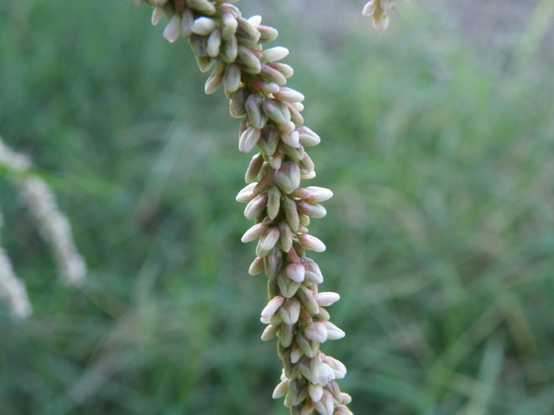 Persicaria sp.