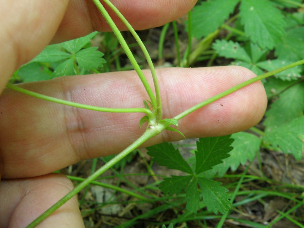 Potentilla reptans