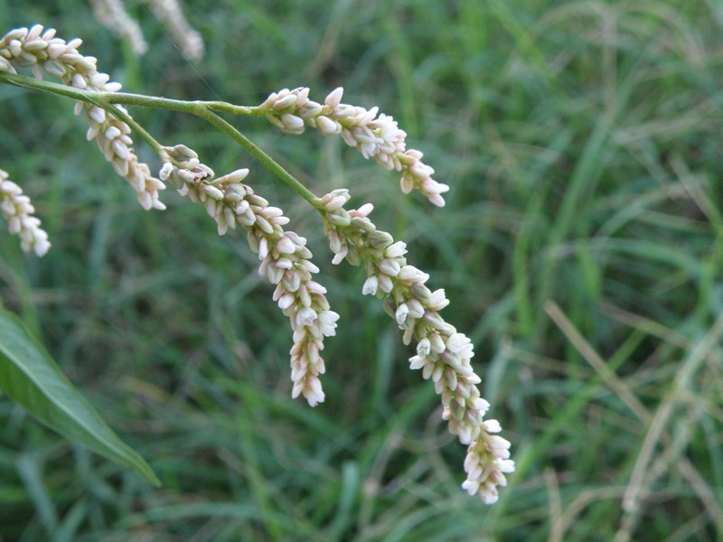 Persicaria sp.
