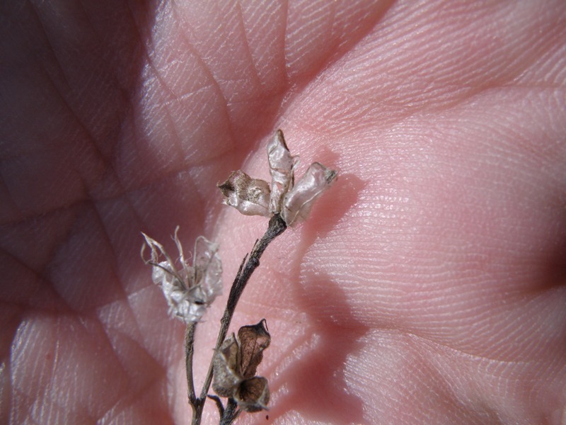 Delphinium halteratum