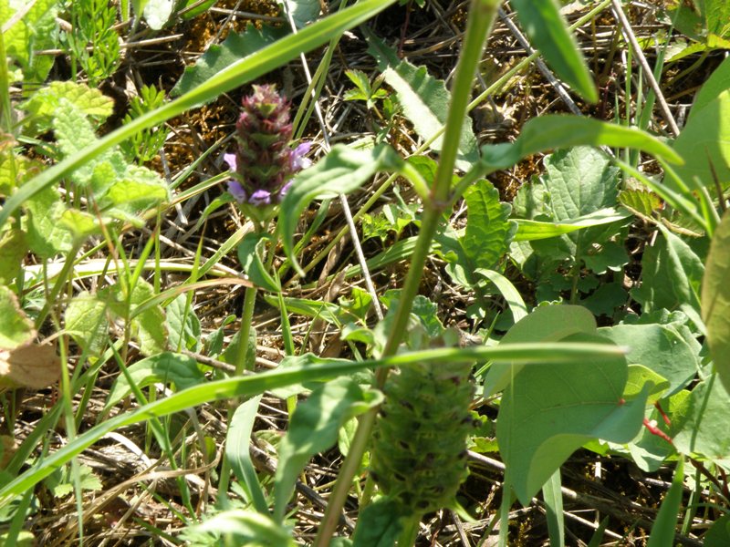 Prunella vulgaris