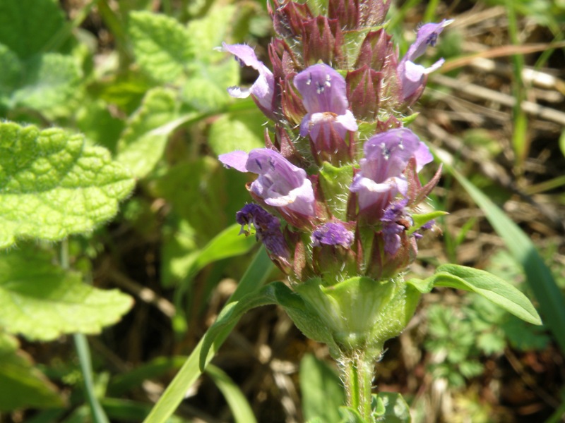 Prunella vulgaris