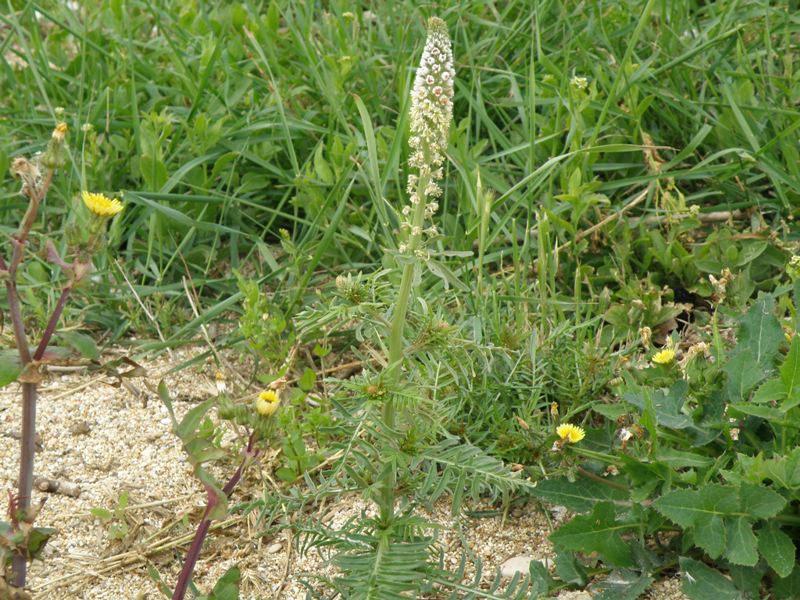 Reseda alba