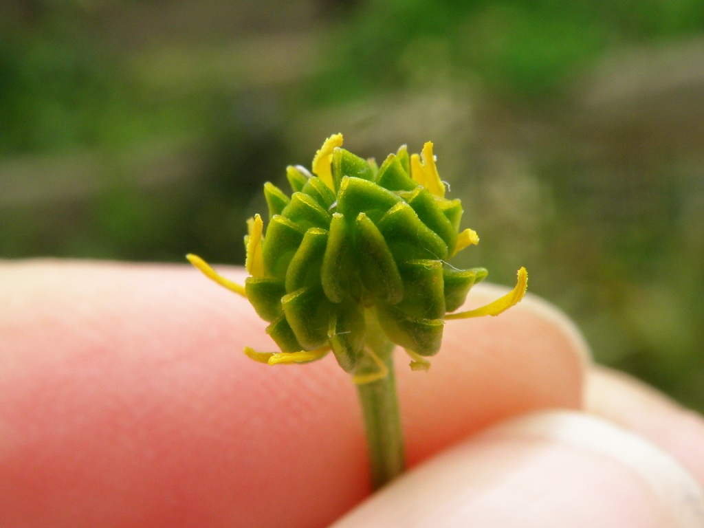 Ranunculus bulbosus