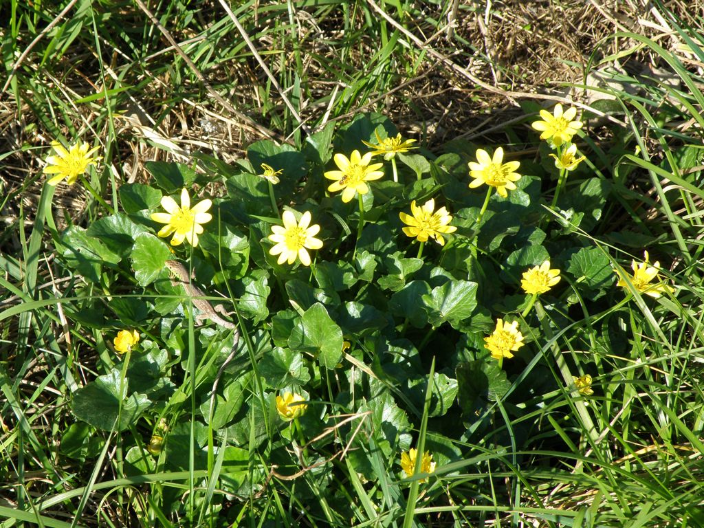 Ranunculus ficaria sl.