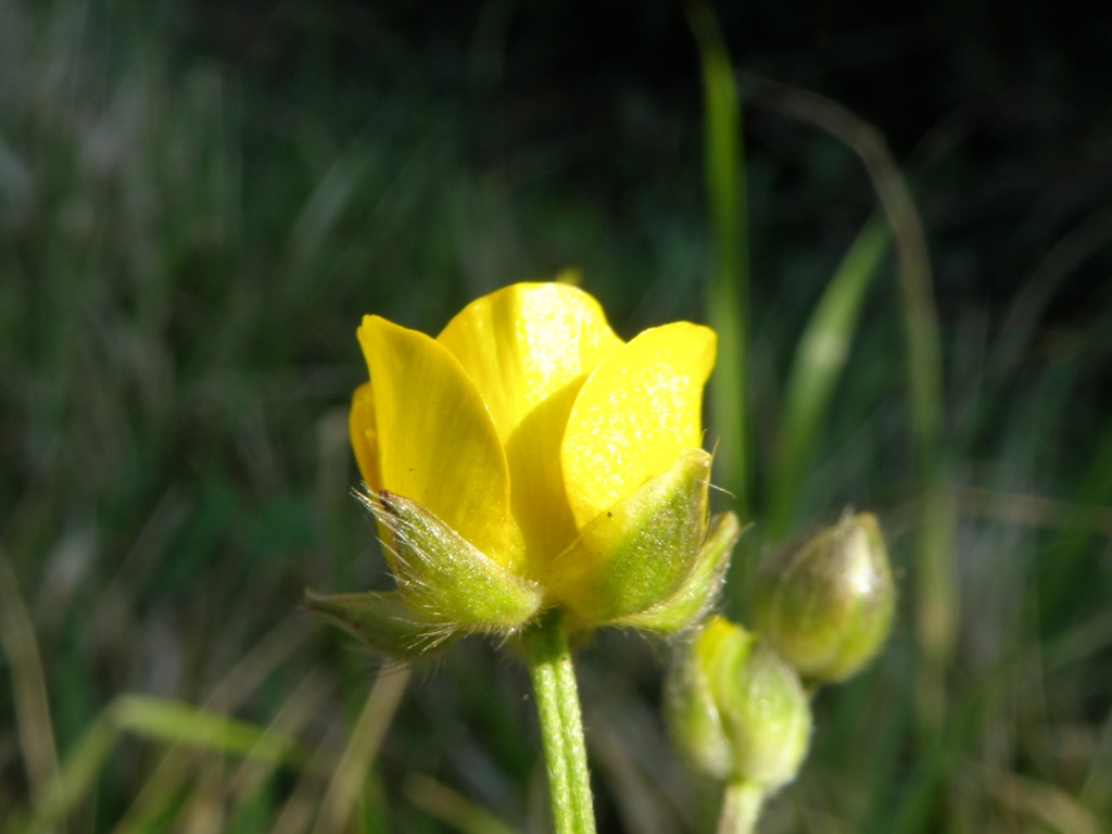 Ranunculus bulbosus