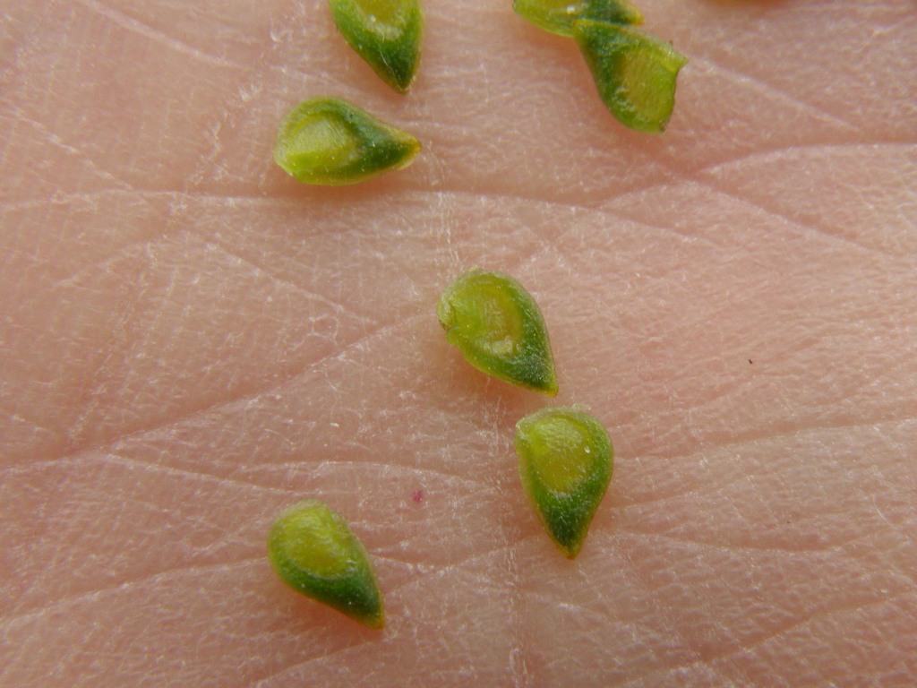 Ranunculus bulbosus