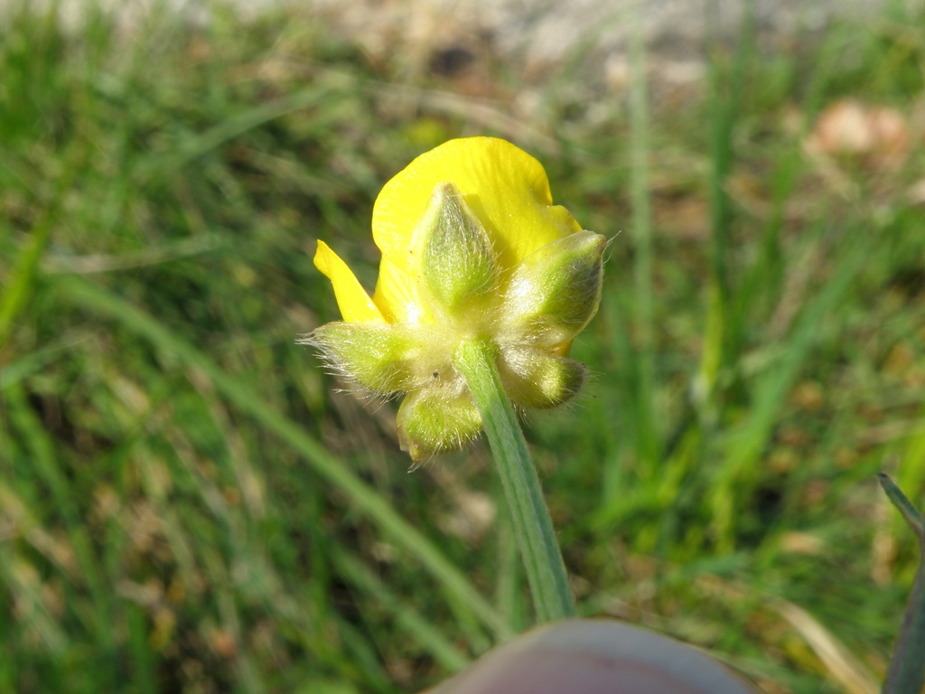 Ranunculus bulbosus