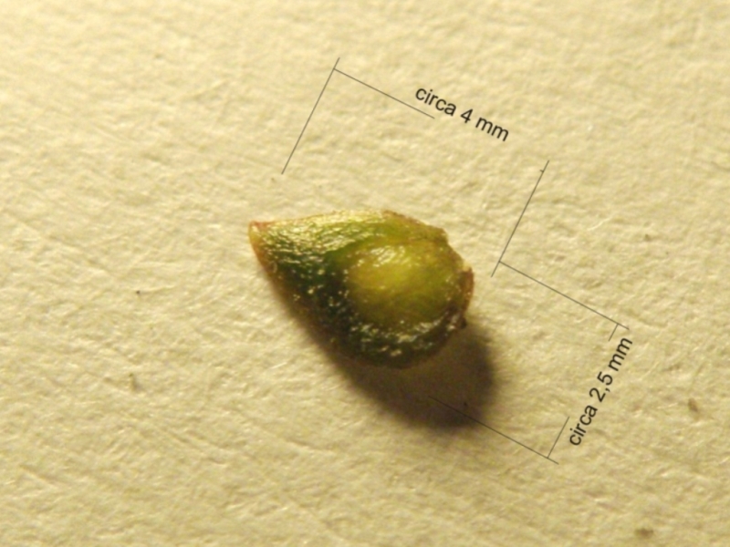 Ranunculus bulbosus