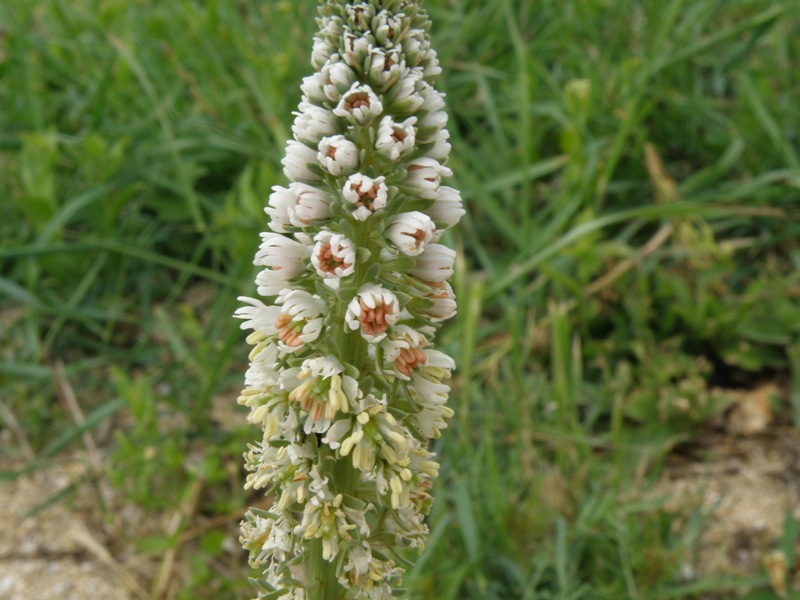 Reseda alba