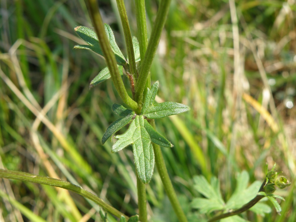 Ranunculus bulbosus