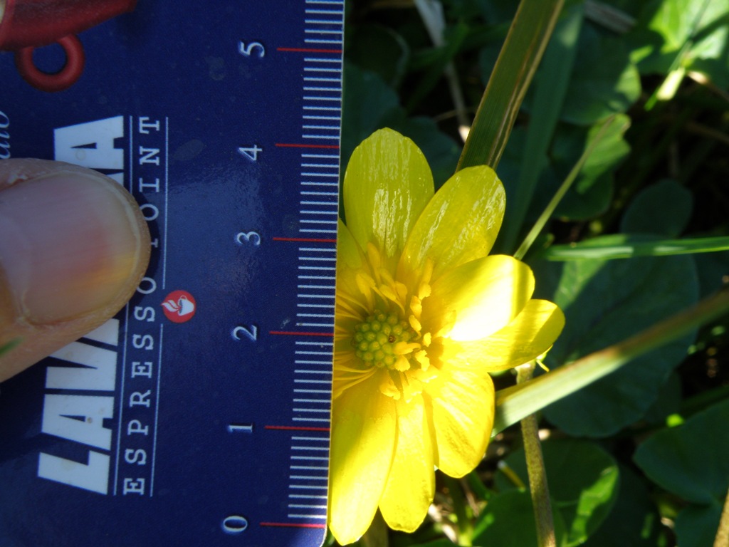 Ranunculus ficaria sl.