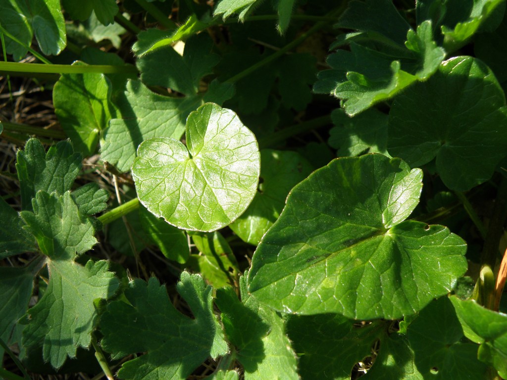 Ranunculus ficaria sl.