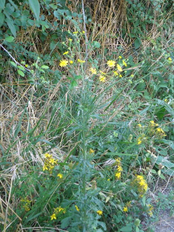 Senecio erucifolius
