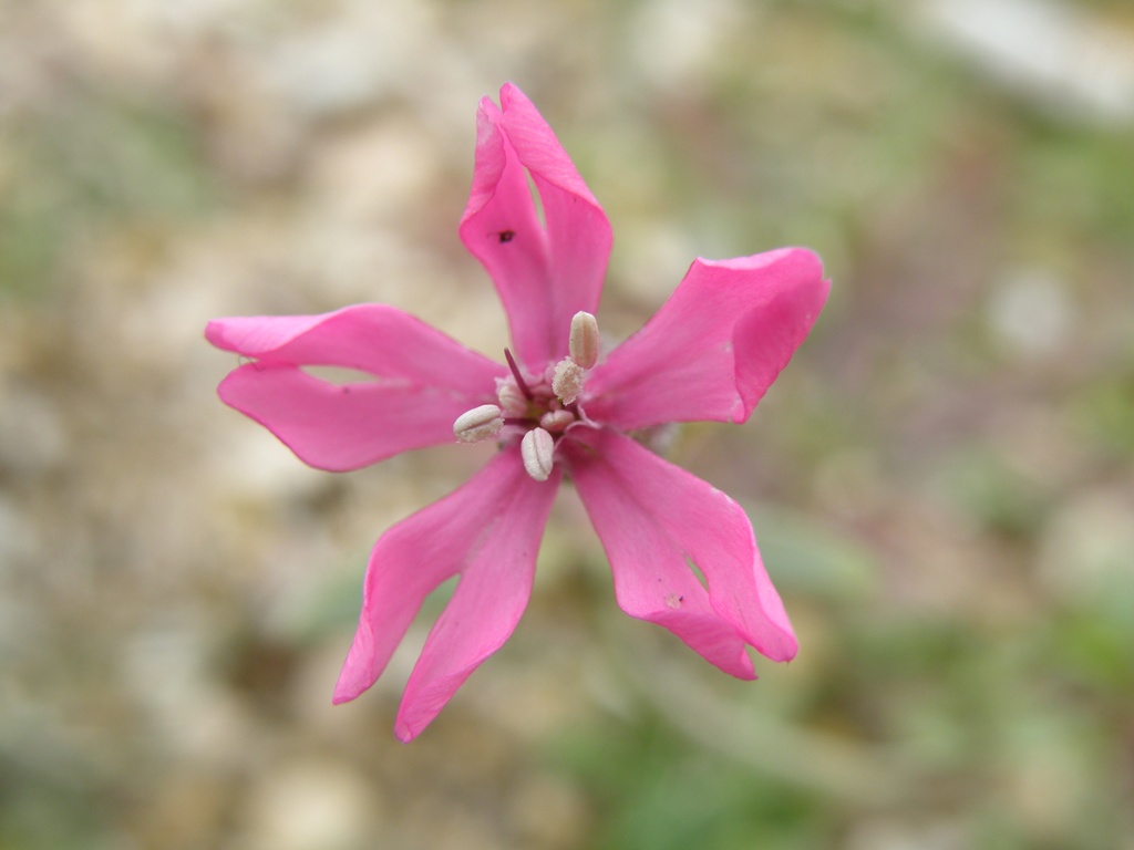 Silene colorata