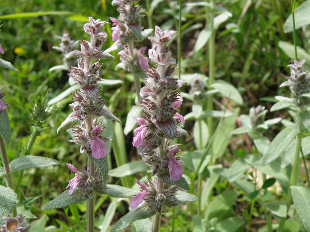 Labiata da detrminare - Stachys gr. germanica