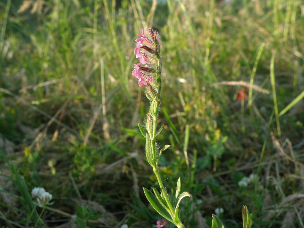 Silene gallica