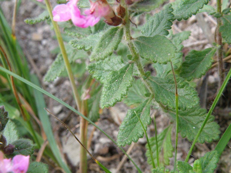 Teucrium chamaedrys