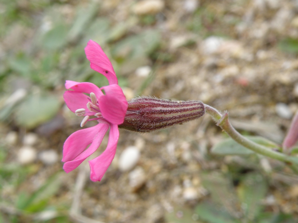 Silene colorata