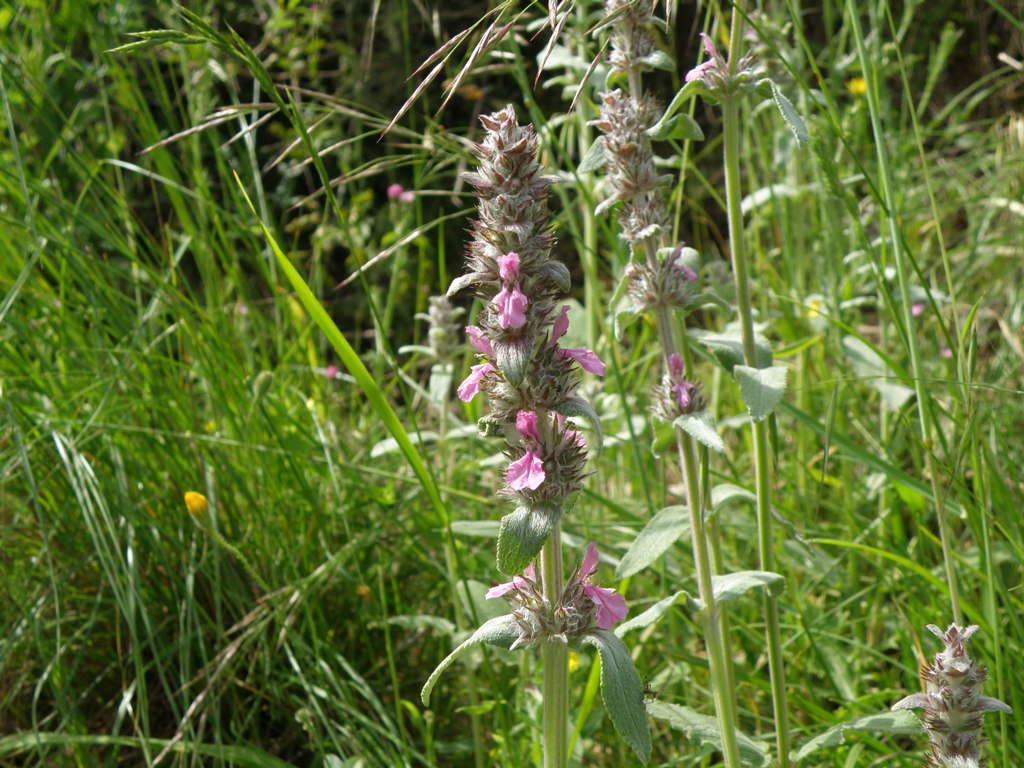 Labiata da detrminare - Stachys gr. germanica