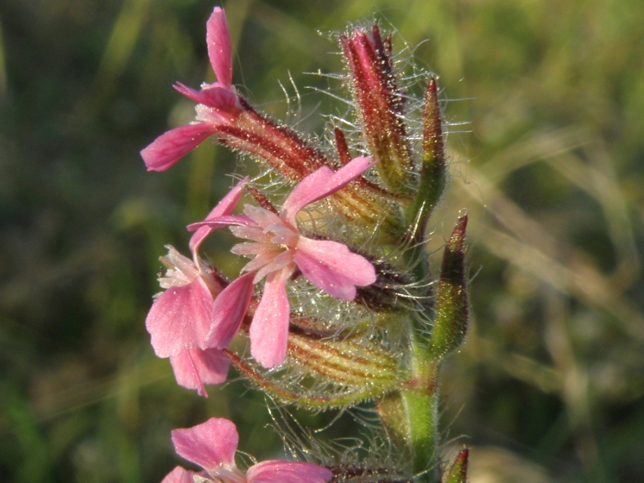 Silene gallica