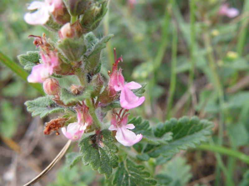 Teucrium chamaedrys