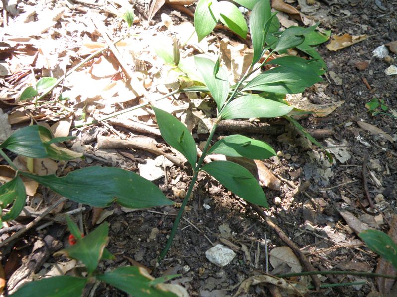 Ruscus hypoglossum / Ruscolo maggiore