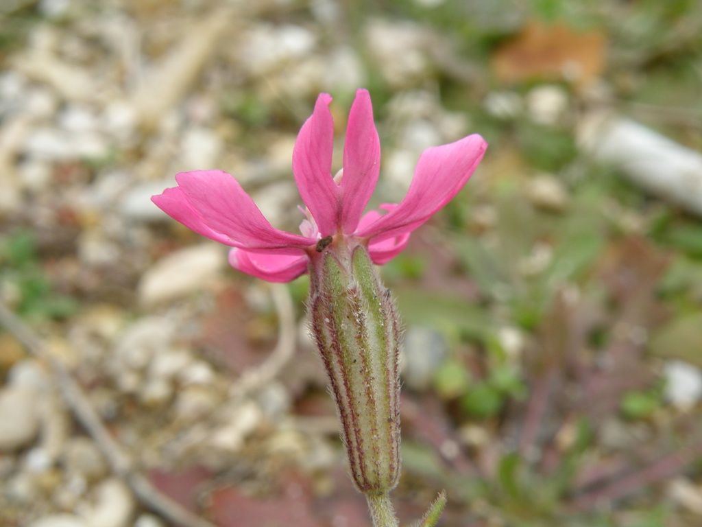 Silene colorata