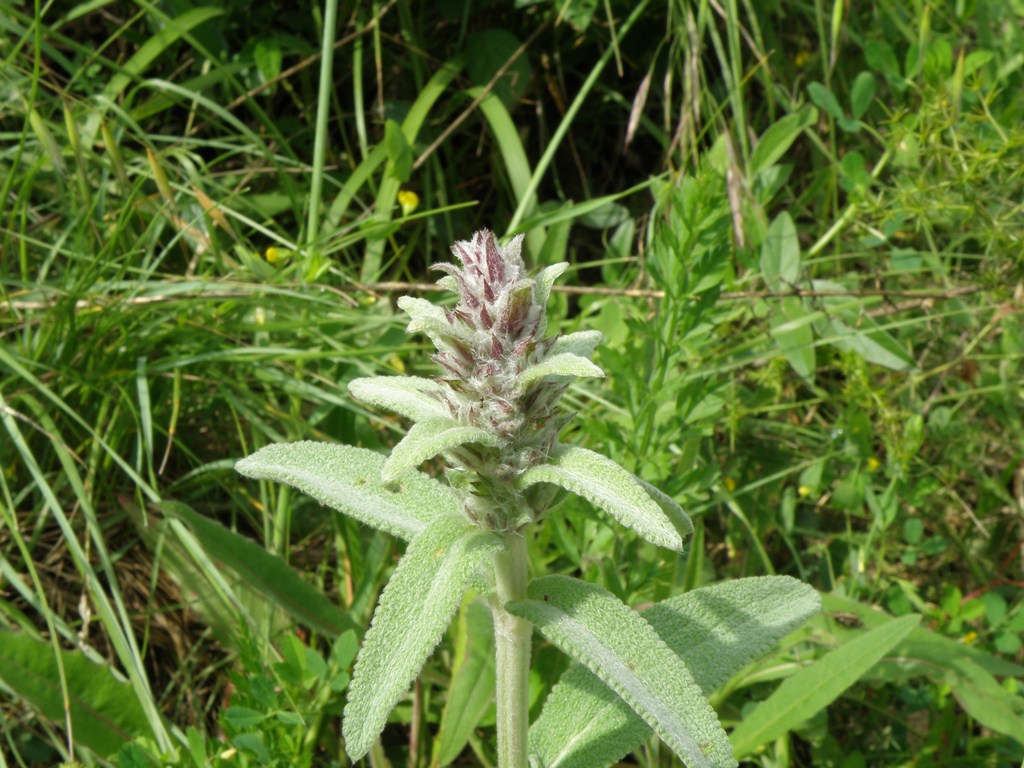Labiata da detrminare - Stachys gr. germanica