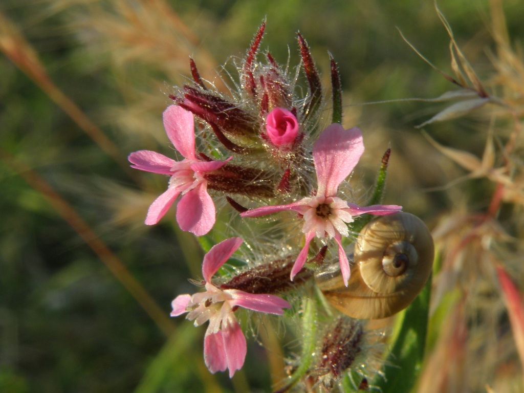 Silene gallica