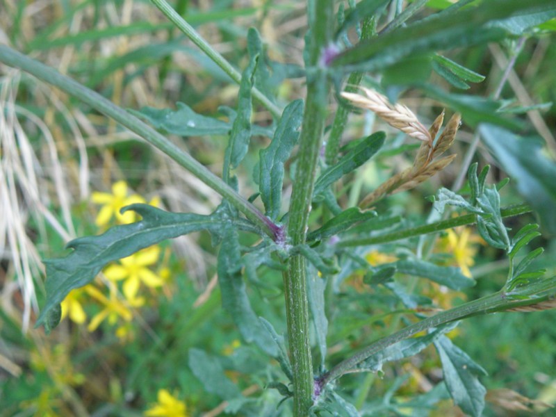 Senecio erucifolius