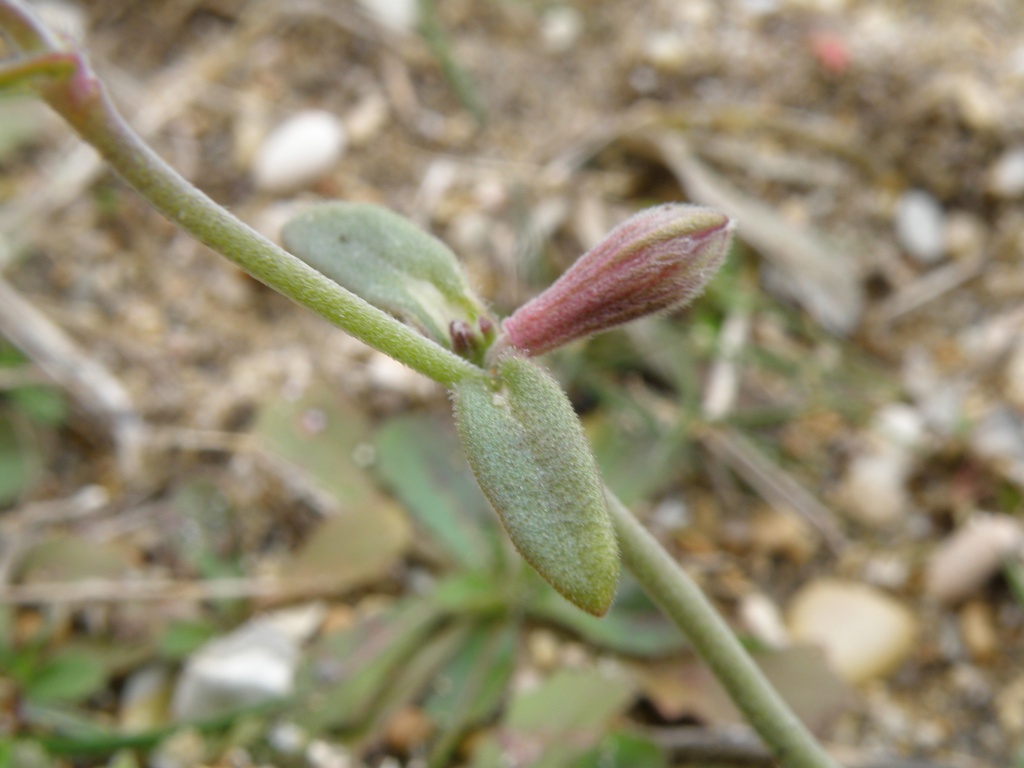 Silene colorata