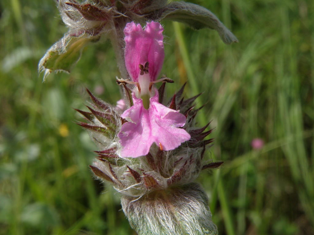 Labiata da detrminare - Stachys gr. germanica