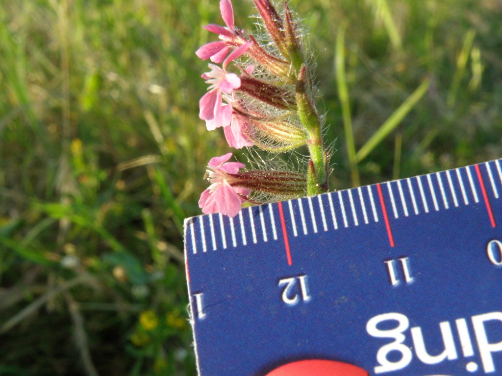 Silene gallica