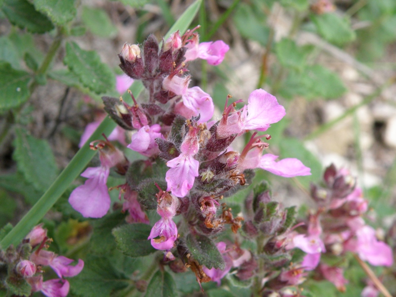 Teucrium chamaedrys