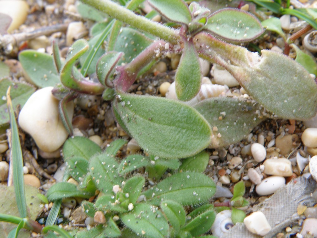 Silene colorata