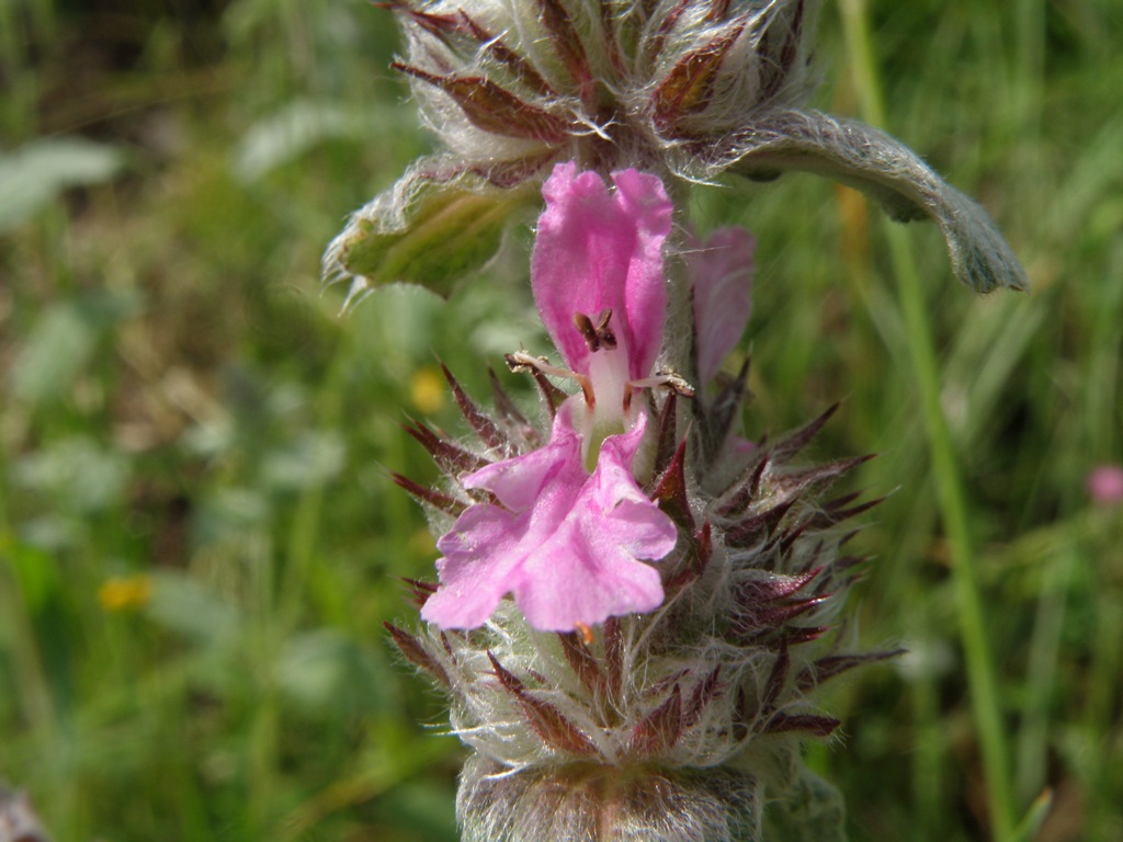 Labiata da detrminare - Stachys gr. germanica