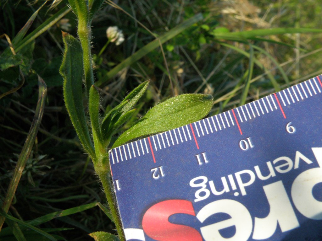 Silene gallica