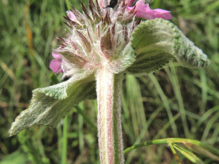 Labiata da detrminare - Stachys gr. germanica