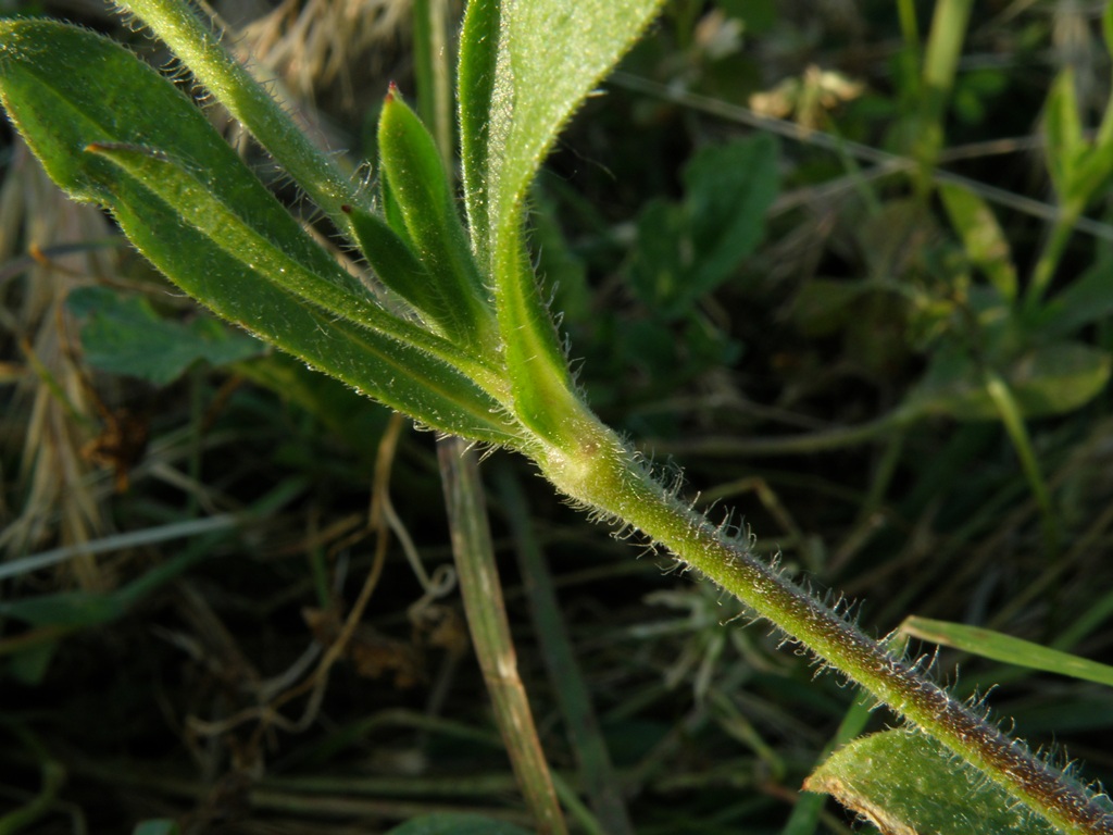 Silene gallica