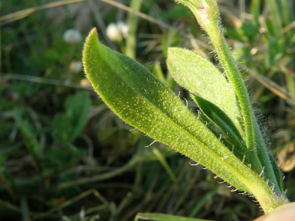 Silene gallica