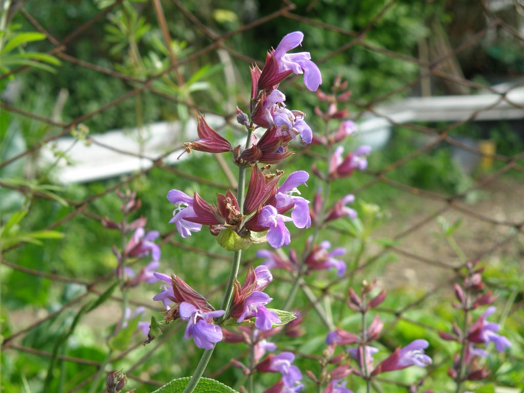 Salvia officinalis
