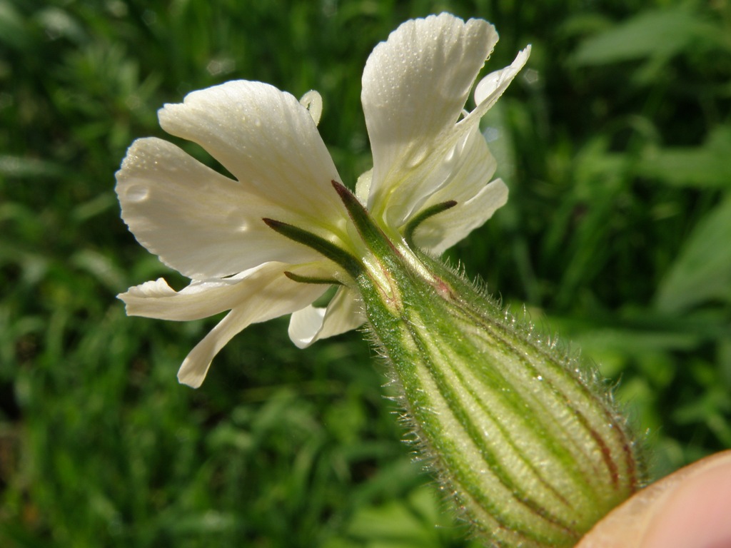 Silene alba