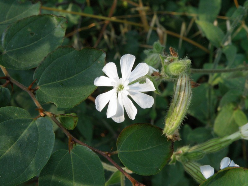 Silene latifolia