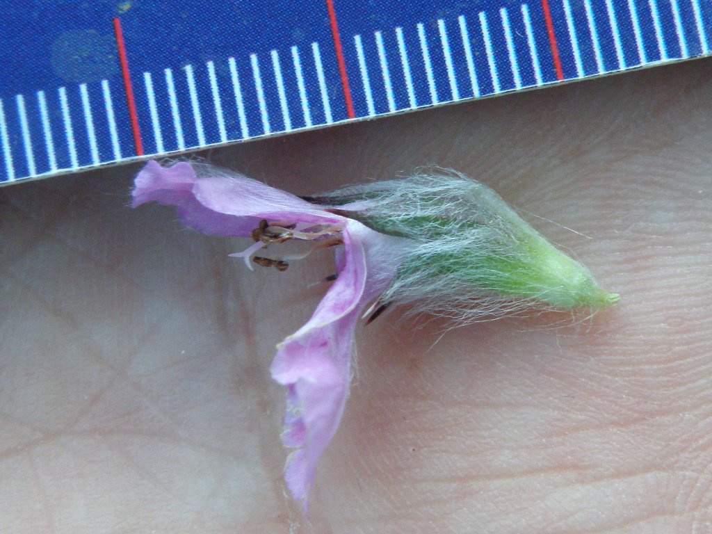 Labiata da detrminare - Stachys gr. germanica