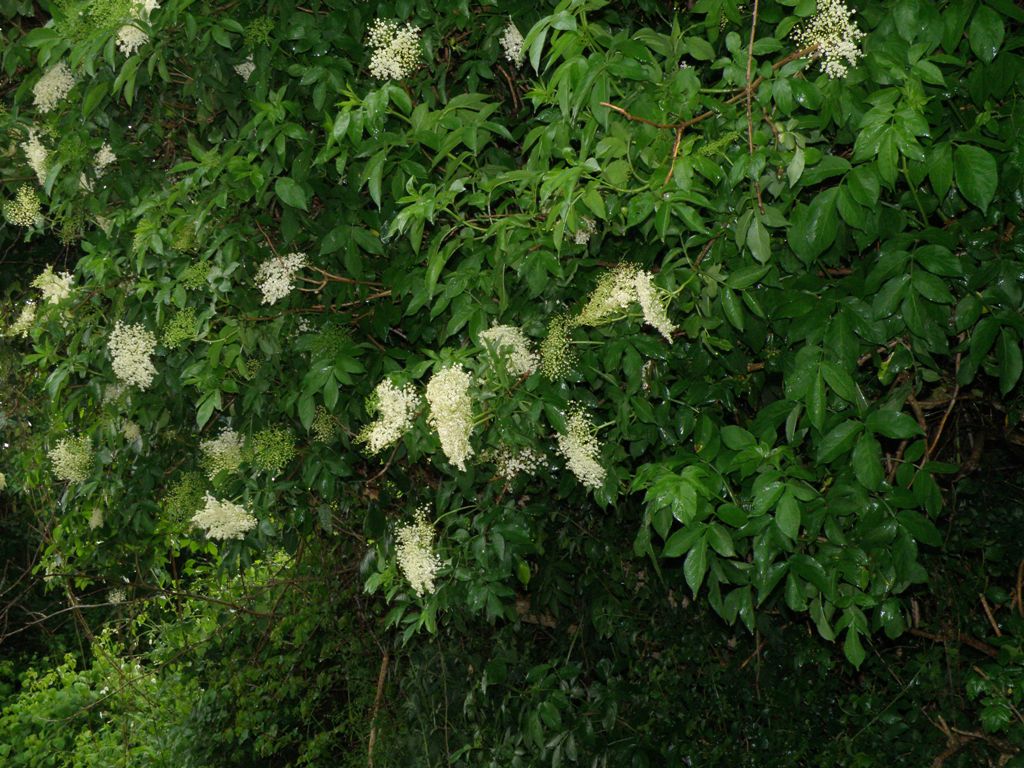 Sambucus nigra / Sambuco comune