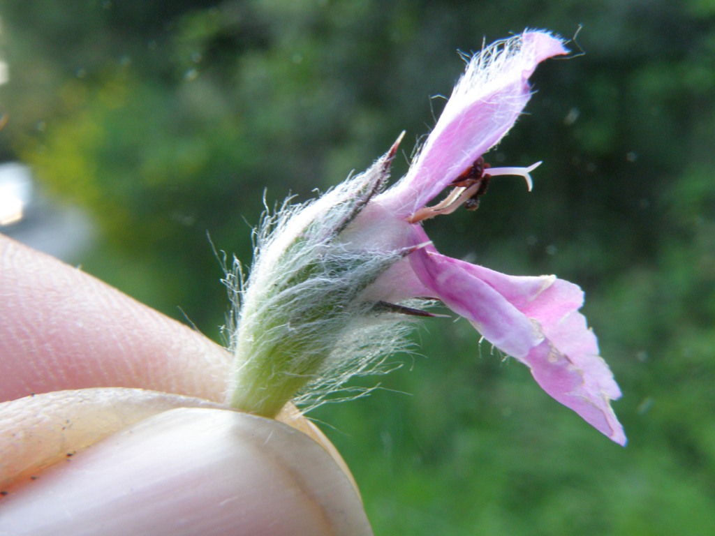 Labiata da detrminare - Stachys gr. germanica